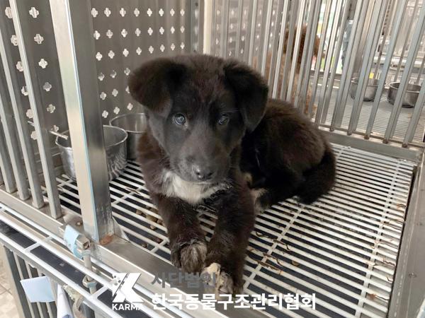 한국동물구조관리협회_441409202500557